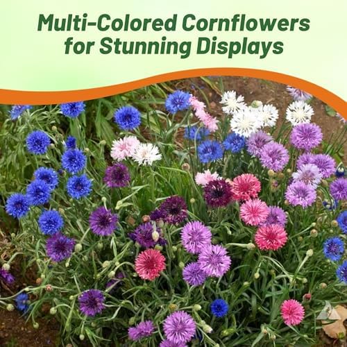 Outsidepride Dwarf Polka Dot Mix Cornflower Seeds - 1000 Pcs. Annual Bachelor's Button Flower Seeds for Cut Flower Gardens, Drought-Tolerant, Attracts Pollinators, Ideal for Borders & Bouquets - Image 5