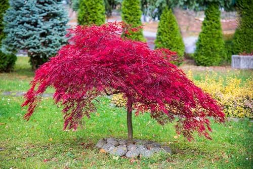 10 INABA SHIDARE Maple Weeping Red Laceleaf Japanese Acer Palmatum Dissectum Tree Seeds - Image 4