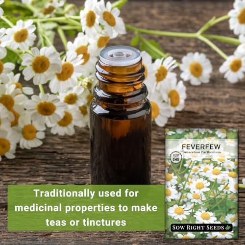 Sow Right Seeds - Feverfew Seed for Planting Perennial Medicinal Herb 2pk - Image 3