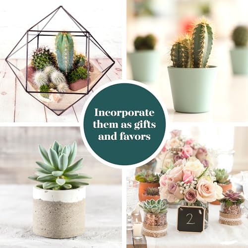 Shop Succulents Premium Live Mini Cactus and Succulent Plants in 2" Pots, Easy Care Indoor or Outdoor Gardening, Terrariums, Favors, & Contemporary Spaces with Hardy, Resilient Varieties, Pack of 256 - Image 5