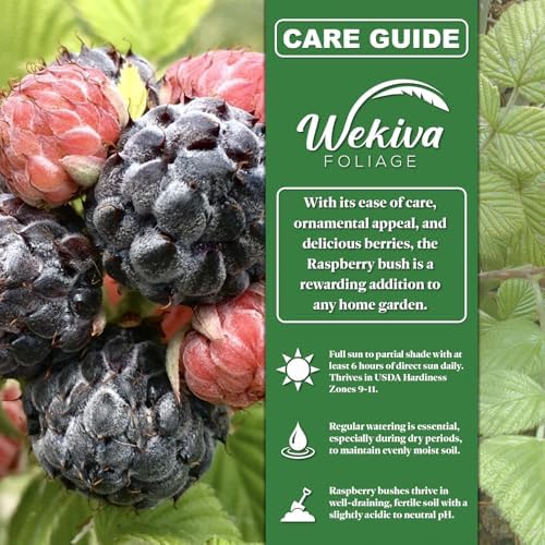 Mysore Raspberry Bush - 4 Live Starter Plants - Rubus - Edible Berry Bearing Bramble Shrub for Fruit Garden and Patio - Image 2