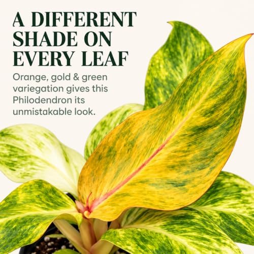 Philodendron Orange Marmalade Live Plant - Variegated Indoor Houseplant - Image 3