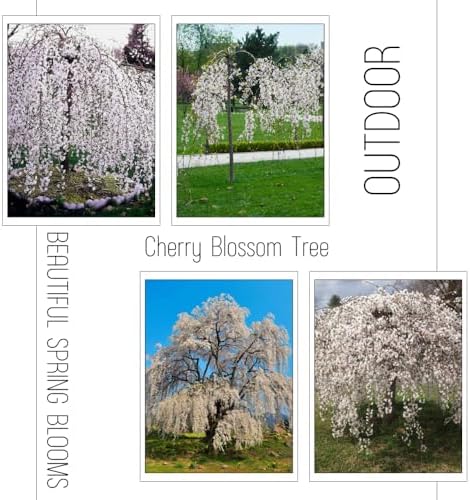 Weeping Cherry Blossom Tree Live Plant, Ornamental Flowers, 8-12" Tall - Image 3