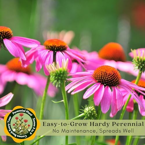 Clovers Garden Deep Rose Coneflower (Echinacea) Plants – Two (2) Live Plants – Non-GMO - Not Seeds - Each 4" to 8" Tall – in 4" Inch Pots – Hardy Flowering Perennial, Pollinator Favorite - Image 5