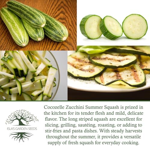 Cocozelle Zucchini Summer Squash Seeds – 50+ Heirloom Non-GMO Seeds by Isla’s Garden Seeds, High-Yield Variety, Perfect for Home Gardens, Easy to Grow, Delicious & Tender Harvest,Great Gardening Gift - Image 6