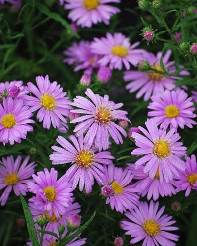 Perennial Farm Aster X 'Wood's Pink' – Live Dwarf Aster Perennial in #1 Container, Compact Habit with Rose-Pink Daisy-Like Blooms, Pollinator Friendly, Long Blooming, Great for Borders & Fall Gardens - Image 3