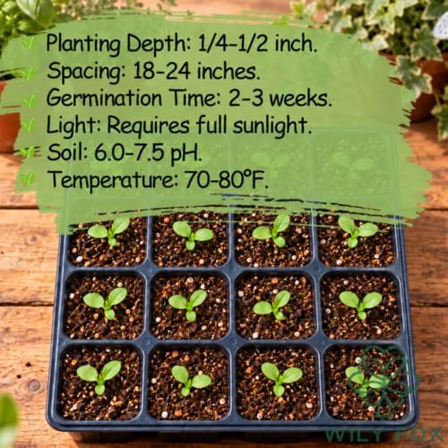Rare Hollyhock Seeds – 100+ Black Hollyhock Flower Seeds – Non-GMO, Heirloom Perennial – Showy Blooms for Outdoor Planting - Image 5