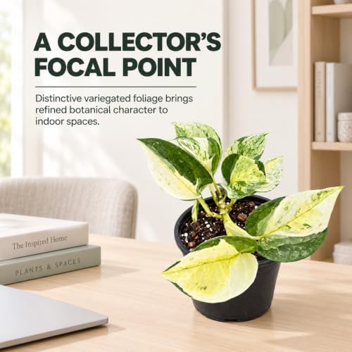 Epipremnum Global Japan Live Plant - Rare Variegated Pothos - Image 6