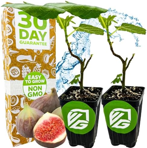 Magnolia Brunswick Fig Tree (2-Pack) Live Plants by Wellspring Garden by WellspringGardens