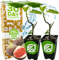 Magnolia Brunswick Fig Tree (2-Pack) Live Plants by Wellspring Garden by WellspringGardens