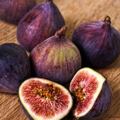 Fig Tree Brown Turkey Live for Sale (4 Pack) | Easy to Grow Plants | Edible Fruit Plant for Sustainable Living | Grow Your own Food on Your Edible Organic Garden| Live for Planting| No Seeds - Image 2