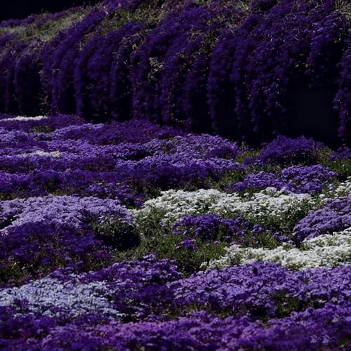 20000 Purple Creeping Thyme Seeds for Planting Outdoor,Creeping Phlox Ground Cover Seeds,Perennial Flower Seed Plant Non-GMO Heirloom Thyme Thymus Serpyllum Seed in Home - Image 2