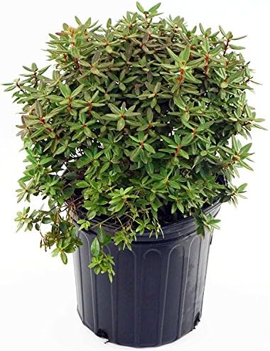 Rhododendron X 'Purple Gem' (Rhododendron) Evergreen, bluish purple flowers, #2 - Size Container - Image 4