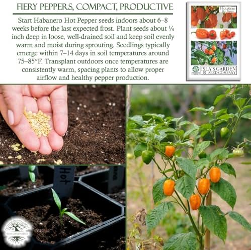 Habanero Hot Pepper Seeds (Capsicum chinense) – 25+ Heirloom Non-GMO Seeds by Isla’s Garden Seeds, Fiery Lantern-Shaped Peppers for Salsa & Hot Sauce, Productive Warm-Season, Bold Flavor for Cooking - Image 5