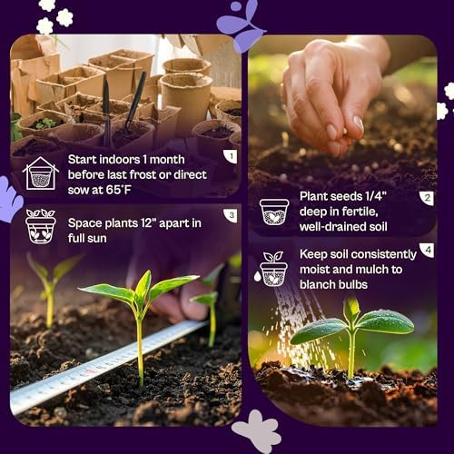 SVI 1000 Florence Fennel Seeds (Foeniculum vulgare) – Sweet Fennel Seed Packets Bulk Natural Herbs – Open Pollinated Heirloom Herb Seeds, Full Sun Outdoor Herb Garden & Indoor Herbs, Containers - Image 5