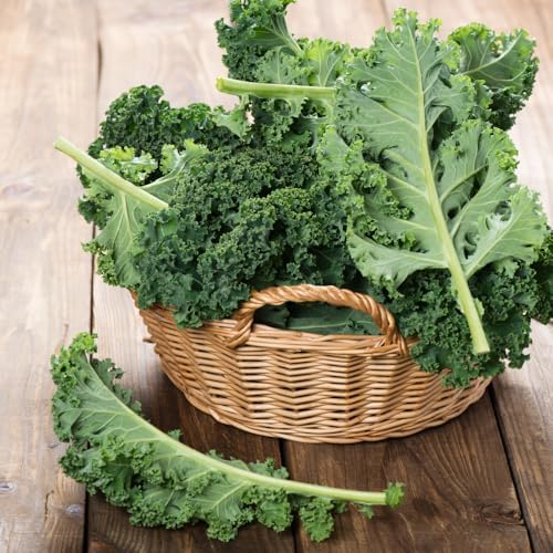 Kale Plants, 4" Pot Kale Plants Live Potted - Image 6