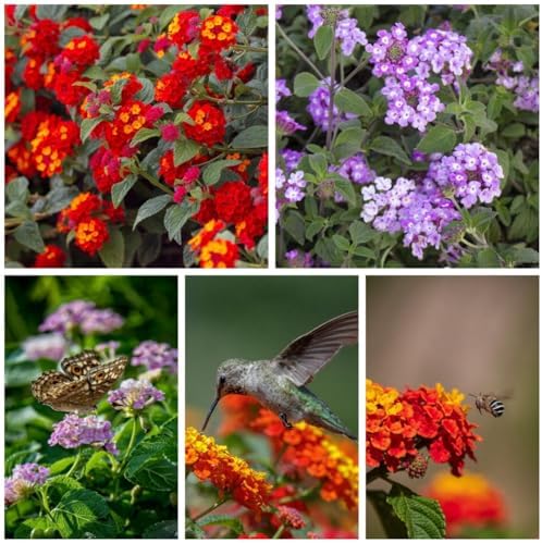 300+ Lantana Flower Seeds – Colorful Perennial Mix, Attracts Butterflies & Hummingbirds, Drought & Heat Tolerant, Long-Blooming Garden Flowers for Outdoor Planting - Image 3