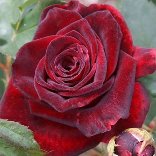 Velvet Red Black Climbing Live Rose Plant, 5-10 Inch Tall by PlantsSeedsBulbs