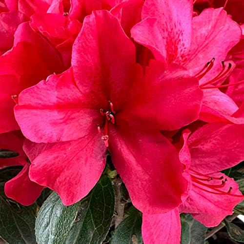 Sunglow Azalea, Live Evergreen Flowering Shrub, 3 Gallon - Image 3