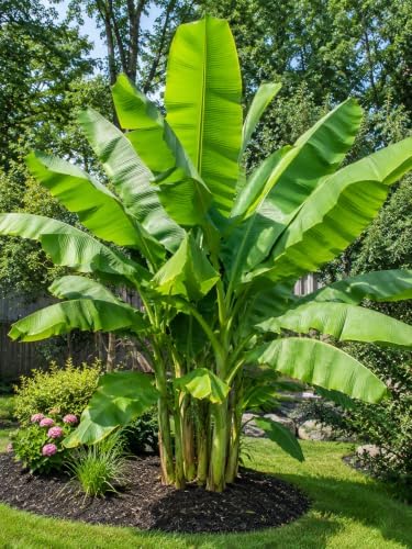 Musa Basjoo Banana Plant by Unknown