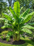 Musa Basjoo Banana Plant by Unknown