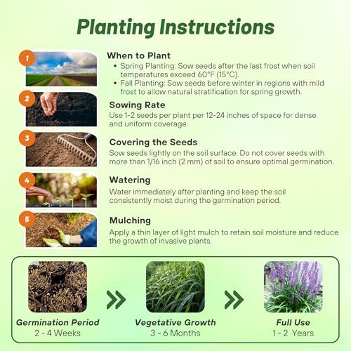 Outsidepride Liriope Muscari Monkey Grass Seeds - 50 Pcs Perennial Ornamental, Drought-Tolerant Lilyturf Ground Cover Seeds - Image 4