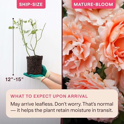 Heirloom Climbing Roses, Live Own Root Plant, Polka® - Image 2