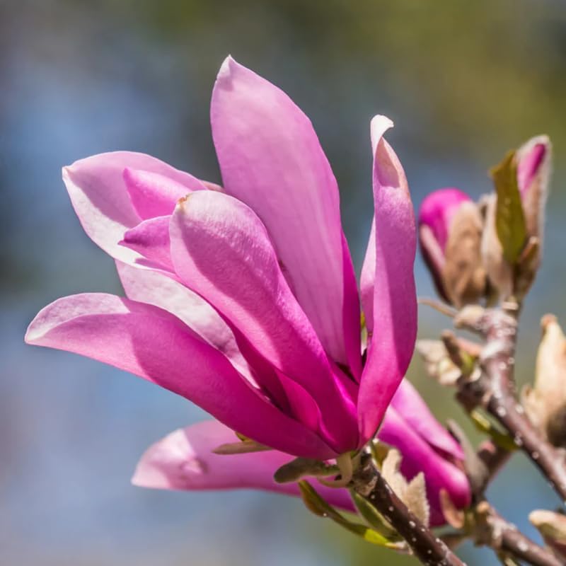 2 Saucer Magnolia Flower Trees Live Plants, Fragrant Bloom Tree - Image 6