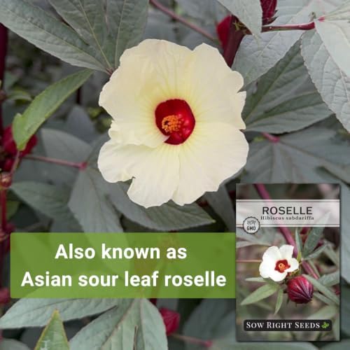 Sow Right Seeds - Roselle Hibiscus Seed for Planting Home Flower Garden - Image 3