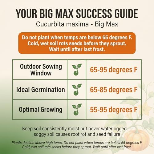 20 Pumpkin Seeds for Planting - Big Max - Heirloom | Non-GMO | USA Grown | Grows Big Giant Pumpkins up to 100 lbs! Grown for Pies and Halloween Jack O Lanterns - Image 3