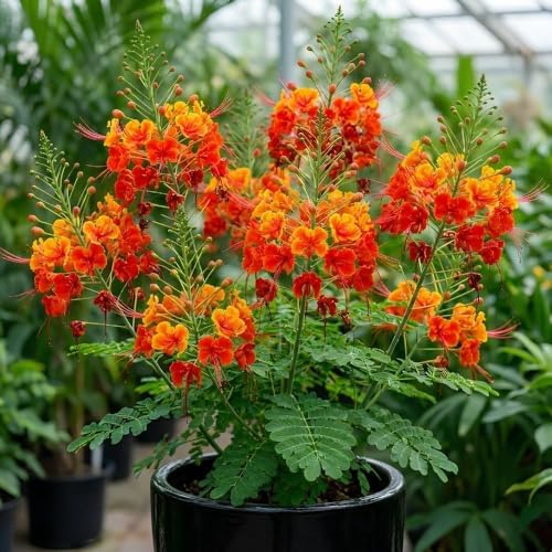 Red Bird of Paradise Live Plant, 4 Inch Pot, 4-8 Inches High - Image 4