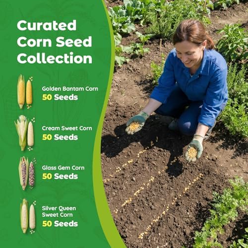 4 Corn Seeds Variety Pack - 200+ Heirloom Corn Seeds for Planting Outdoor, Includes Sweet Corn, Golden Bantam,Silver Queen & Glass Gem Corn, Perfect Home Garden Gift for Beginners, Mom, Her - Image 7