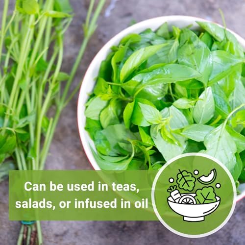Sow Right Seeds - Lemon Basil Seed for Planting Indoor Outdoor - Image 4