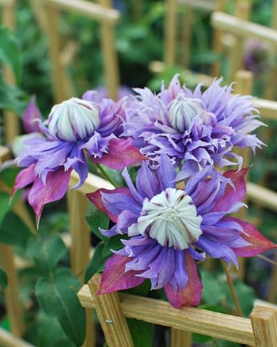 Perennial Farm Clematis x Viticella Diamantina Hybrid– Live Regal® Series Clematis in 4 Quart Container, Large Double Purple Blooms, Long Blooming, Compact Climber, Ideal for Trellises & Containers - Image 3