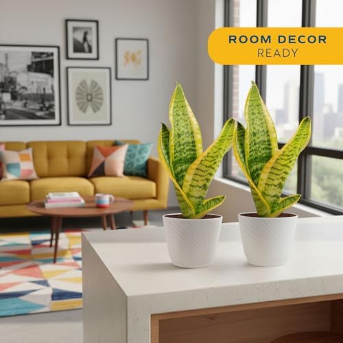 Costa Farms Snake Plant, Live Indoor Plant, Air Purifying, Low Light, Easy - Image 2