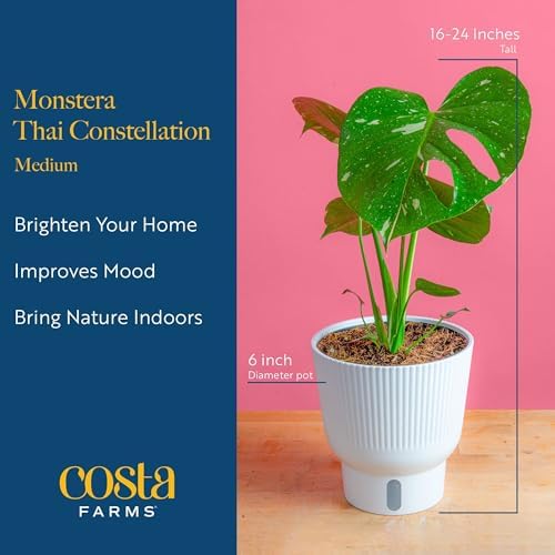 Costa Farms Thai Constellation Monstera, Live Indoor Plant, Tropical Plant - Image 4
