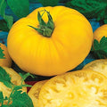 Burpee 'Sunny Boy' Hybrid, Yellow Beefsteak Slicing Tomato, 30 Non-GMO Seeds by Burpee
