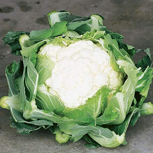 Cauliflower Seeds- Snowball Y,50 Count COOL BEANS N SPROUTS Brand. Home Gardening. - Image 2