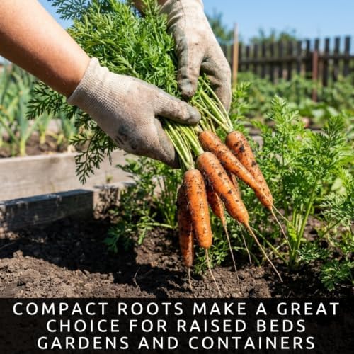 100 Little Finger Carrot Seeds | Sweet Baby Carrots | Seeds for Planting - Image 4