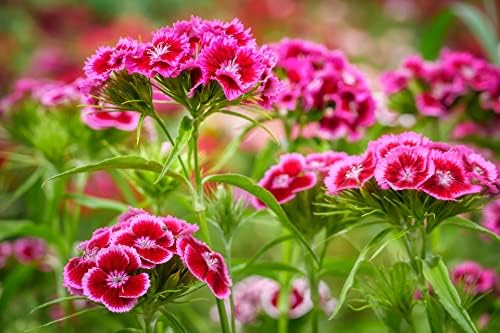 Black Duck Brand Set of 1000 Flower Seed Packets! Flower Seeds in Bulk - Best Value Seeds - Great for Classrooms, Beginner Gardeners and Kids! - Deluxe Varieties! (1000) - Image 6