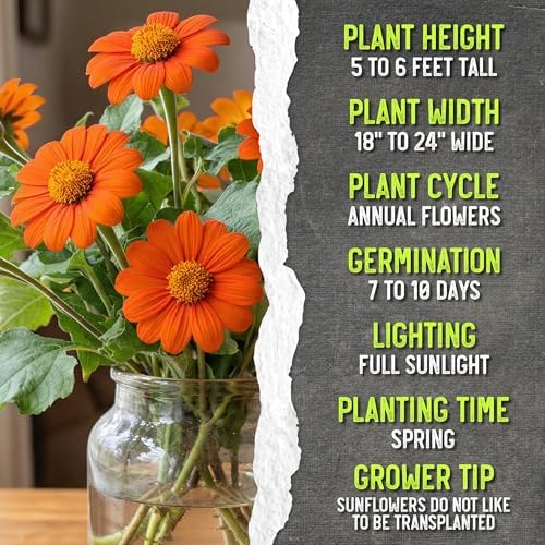 Seed Needs Mexican Sunflower Seeds to Plant Cut Flowers - 2 Packs - Image 7
