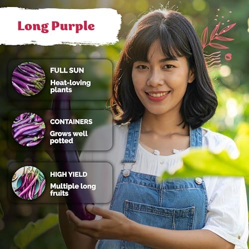 175 Long Purple Eggplant Heirloom Vegetable Seeds, Solanum Melongena - Image 4