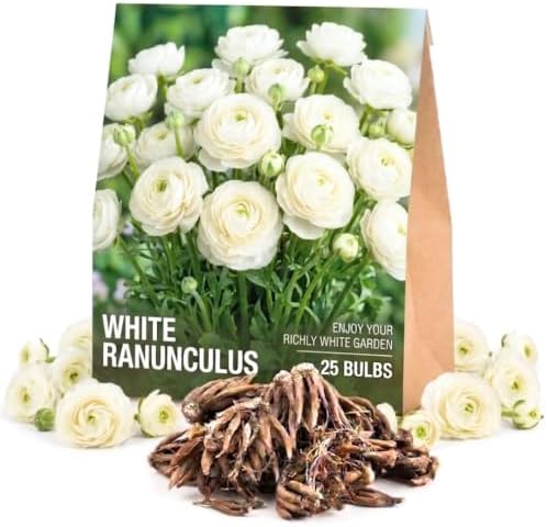 25 White Ranunculus Bulbs for Planting, Peony Perennial Flower by AVERAR
