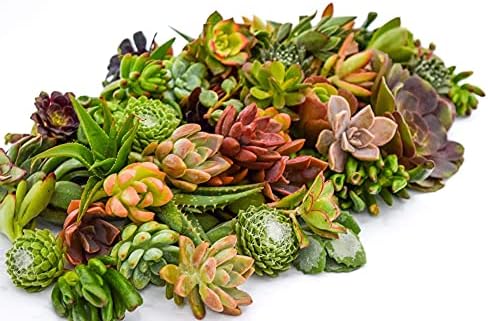 Live Succulent Cuttings (50 Pack) – Assorted Succulent Cuttings (2 to 3 inches) – Succulent Cuttings in Bulk – Succulent Market by SucculentMarket