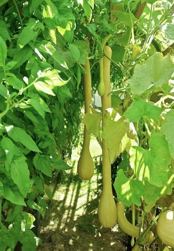 Tromboncino Squash Seeds - 90+ Count - for 2026 Planting Italian Zuchetta Rampicante Trombetta Tromboncino Zucchini Cucuzza Snake Bottle Gourd Vegetable Grow Your Own Home Farm Patio - Image 2