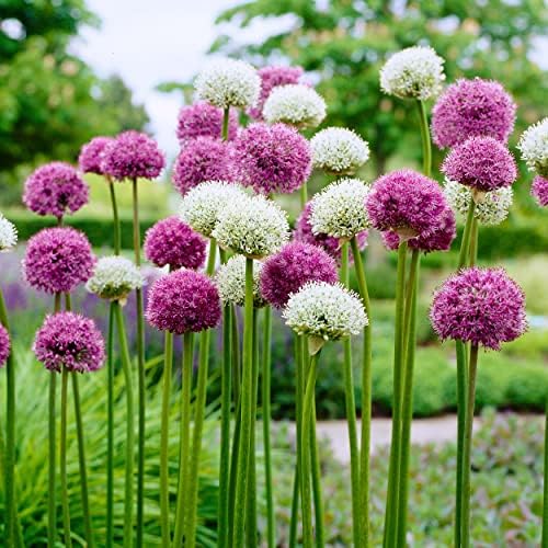Garden State Bulb Wild About Mixed Allium Flower Bulbs, 10/12cm, Fall Planting (Bag of 25) by GardenStateBulbCo