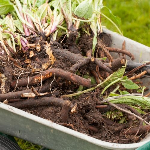 Bocking 14 Comfrey Live Roots, Set of 5 Perennial Garden Cuttings - Image 5