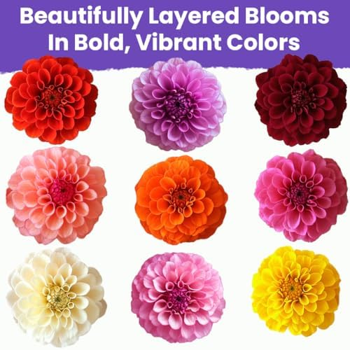 NatureZ Edge Zinnia Seeds for 2026 Planting Outdoors, Over 550 Flower Seeds, 4g, Non GMO Made in USA, Bulk Semillas De Flores para Sembrar, Dahlia Mix, Easy to Grow Zinnia Seed Mix - Image 3