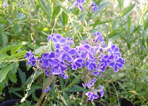 Sapphire Showers Sky Flower - Duranta repens - Live Plant - Pigeon Berry Golden Dew Drop - Purple Flower - Emerald Goddess Gardens - Starter Sz 4 Inch Pot - Image 5