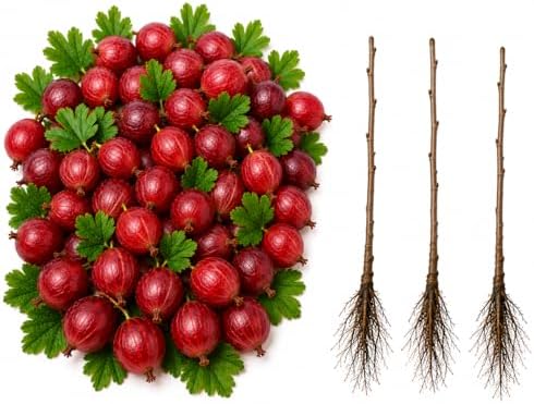 Red Gooseberry Plants Live (3 Pack) – Ships Dormant - Edible Fruit Bushes, Hardy Gooseberry Shrubs for Outdoor Planting, Sweet Tart Berries for Garden & Backyard by CZGrain